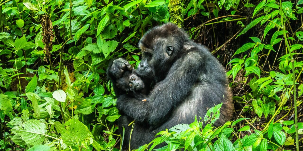 7-Day Gorilla Trek & Nyiragongo Hike on a Budget