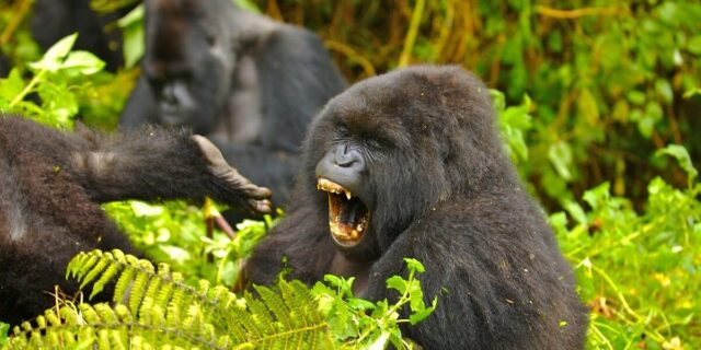 Uganda Gorilla