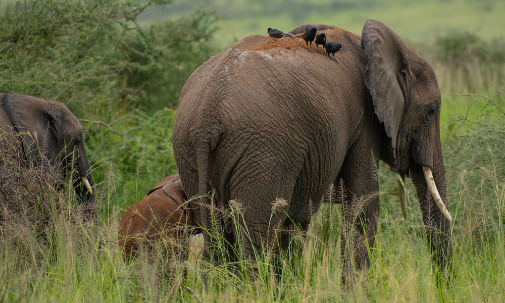 7-Day Chimpanzee, Wildlife, and Gorilla Safari in Uganda