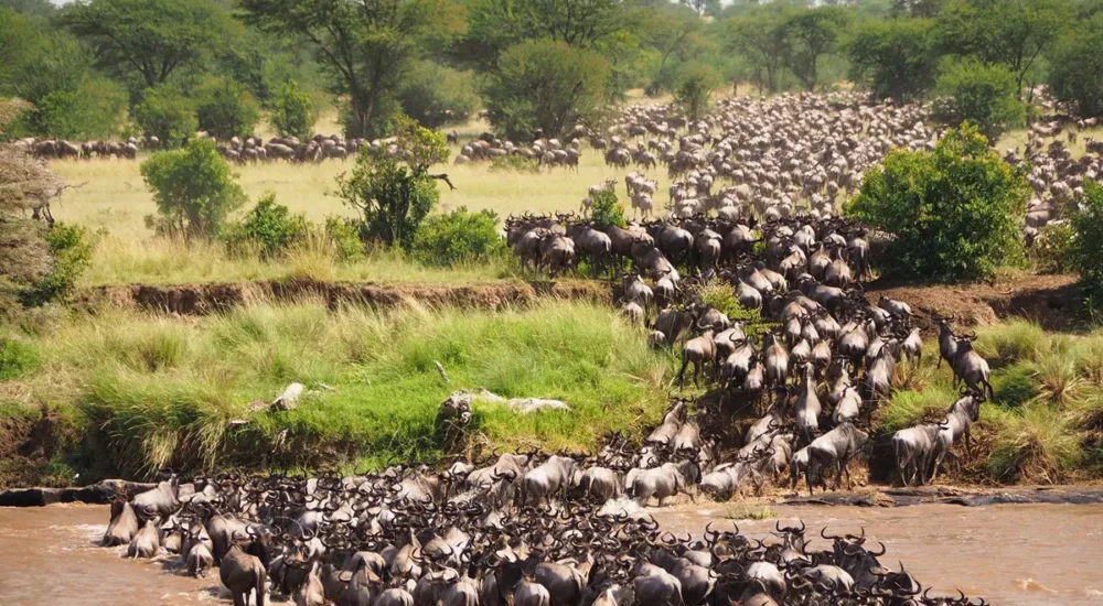 6 Days Budget Serengeti Wildebeest Migration Safari in a Group