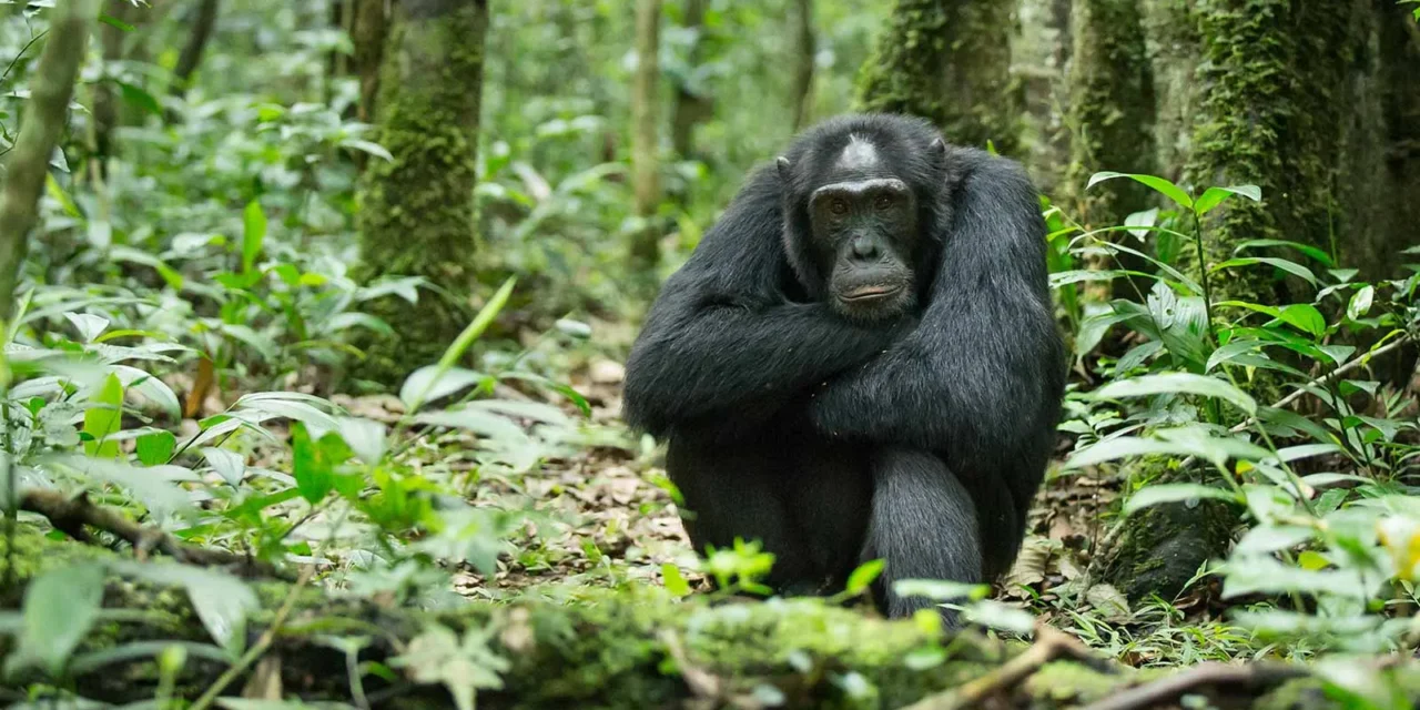 9-Day Chimpanzee, Wildlife, Gorilla, and Lake Mburo Romantic Tour in Uganda
