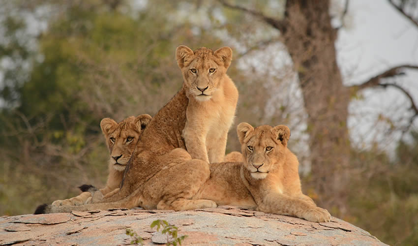 Great 21 Days Uganda Budget Holiday Safari