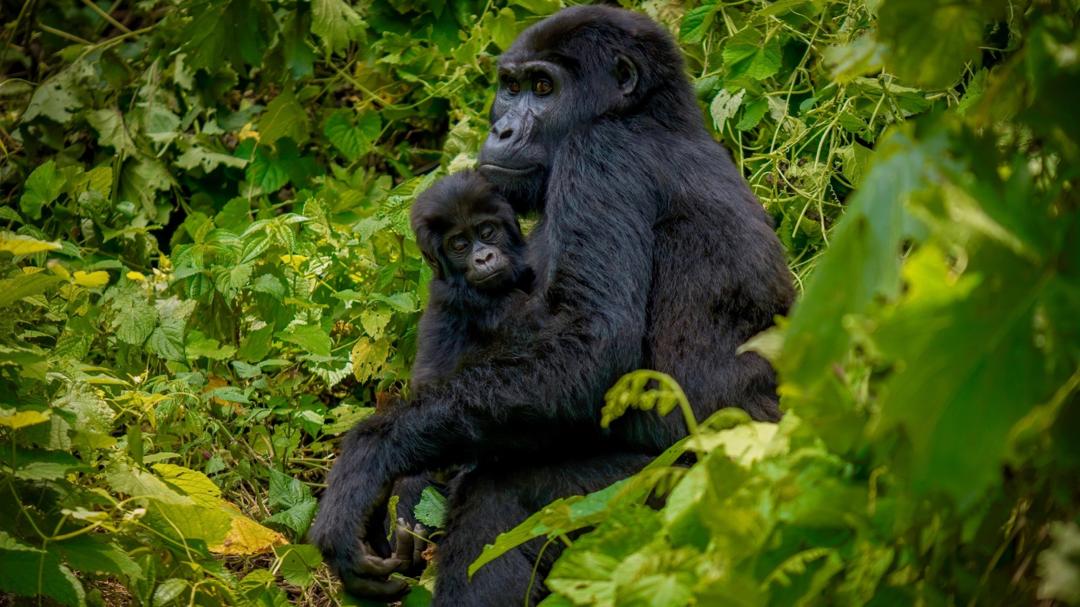 8 Days Uganda Luxury Safari Tour
