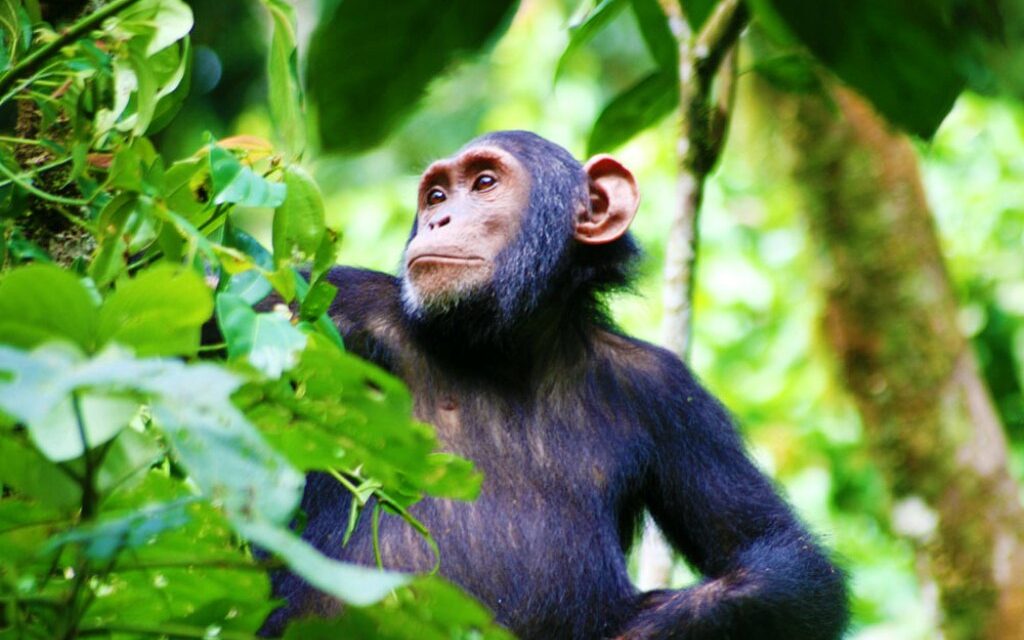 7-day Uganda Chimpanzee, Wildlife, and Gorilla Safari