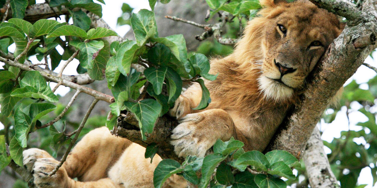 6 days Murchison Falls and Queen Elizabeth Safari