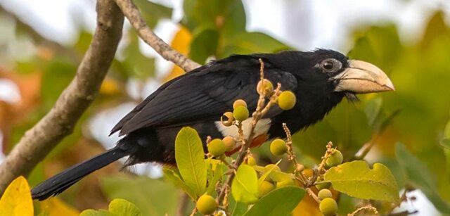 Birdwatcher's Paradise