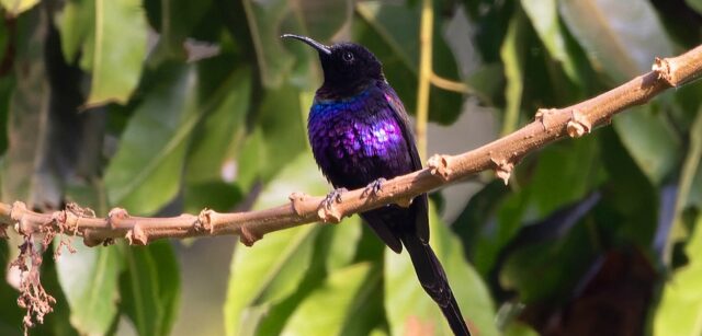 Birdwatcher's Paradise