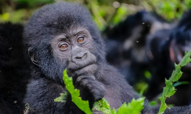 Gorilla trekking Bwindi 2026